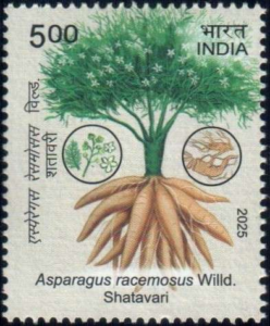 Shatavari (Asparagus racemosus)