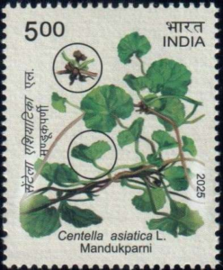 Mandukparni (Centella asiatica)