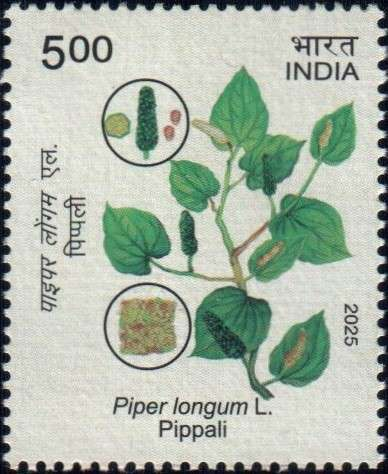 Pippali (Piper longum)