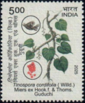 Guduchi (Tinospora cordifolia)