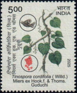 Guduchi (Tinospora cordifolia)