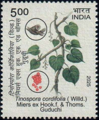 Guduchi (Tinospora cordifolia)