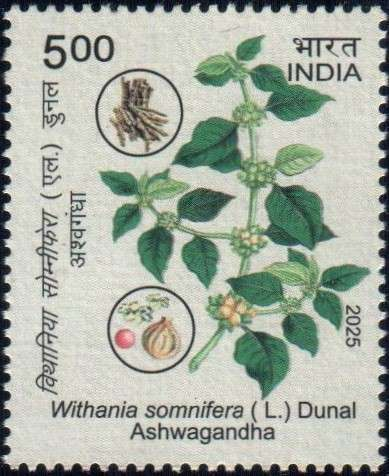Ashwagandha (Withania somnifera)