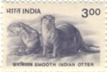Smooth Indian Otter