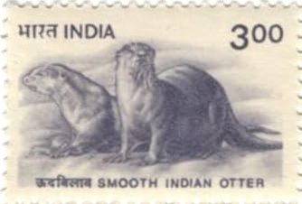 Smooth Indian Otter