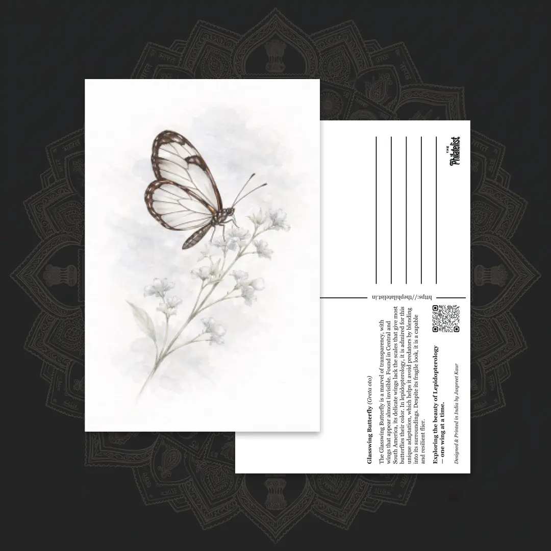 Butterfly Postcards – Glasswing Butterfly