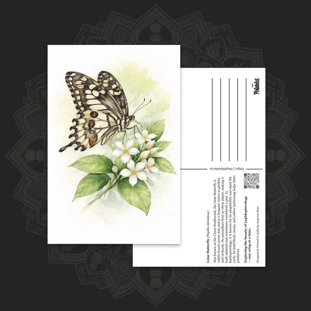 Butterfly Postcards – Lime Butterfly