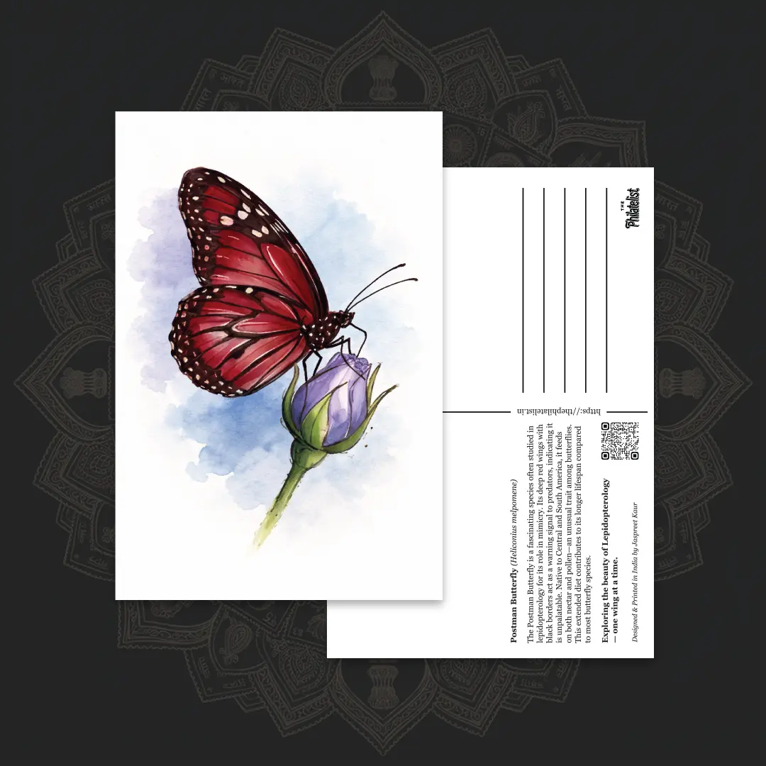 Butterfly Postcards – Postman Butterfly