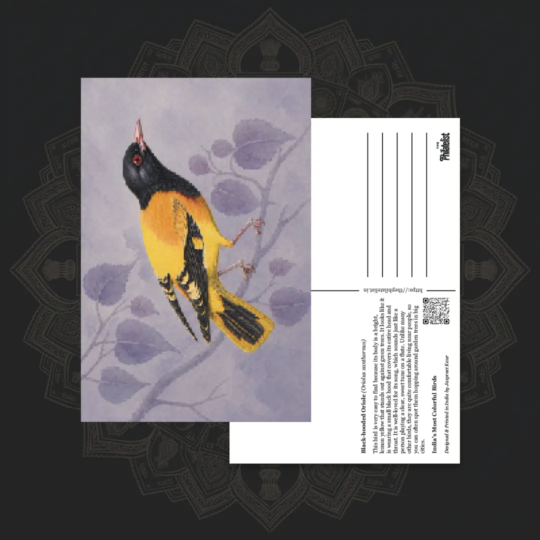 Black-hooded Oriole colorful bird postcard