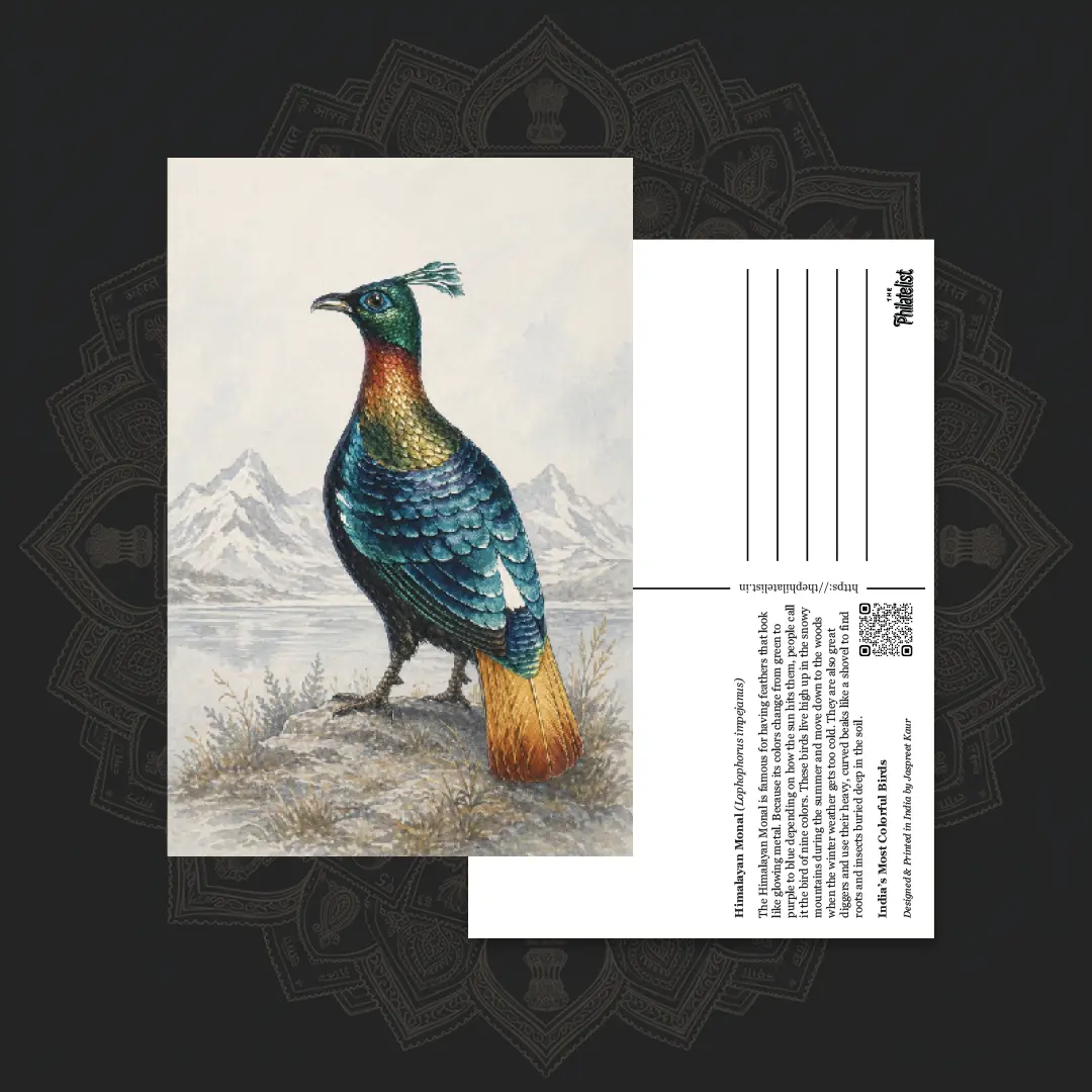 Himalayan Monal postcard artwork