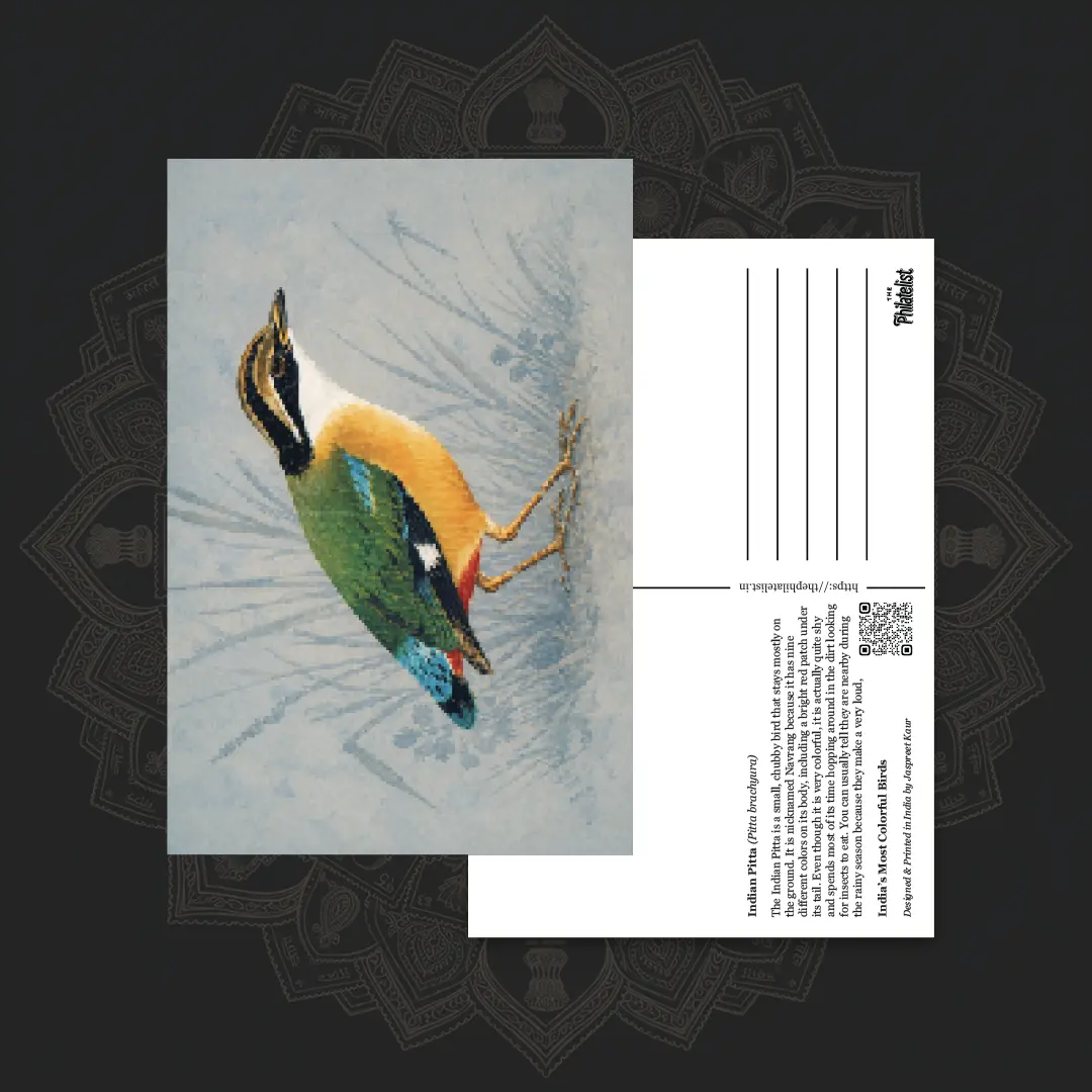 Indian Pitta wildlife postcard