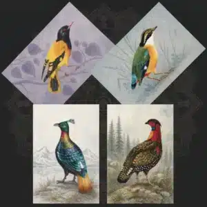 Colorful Birds Postcards collection
