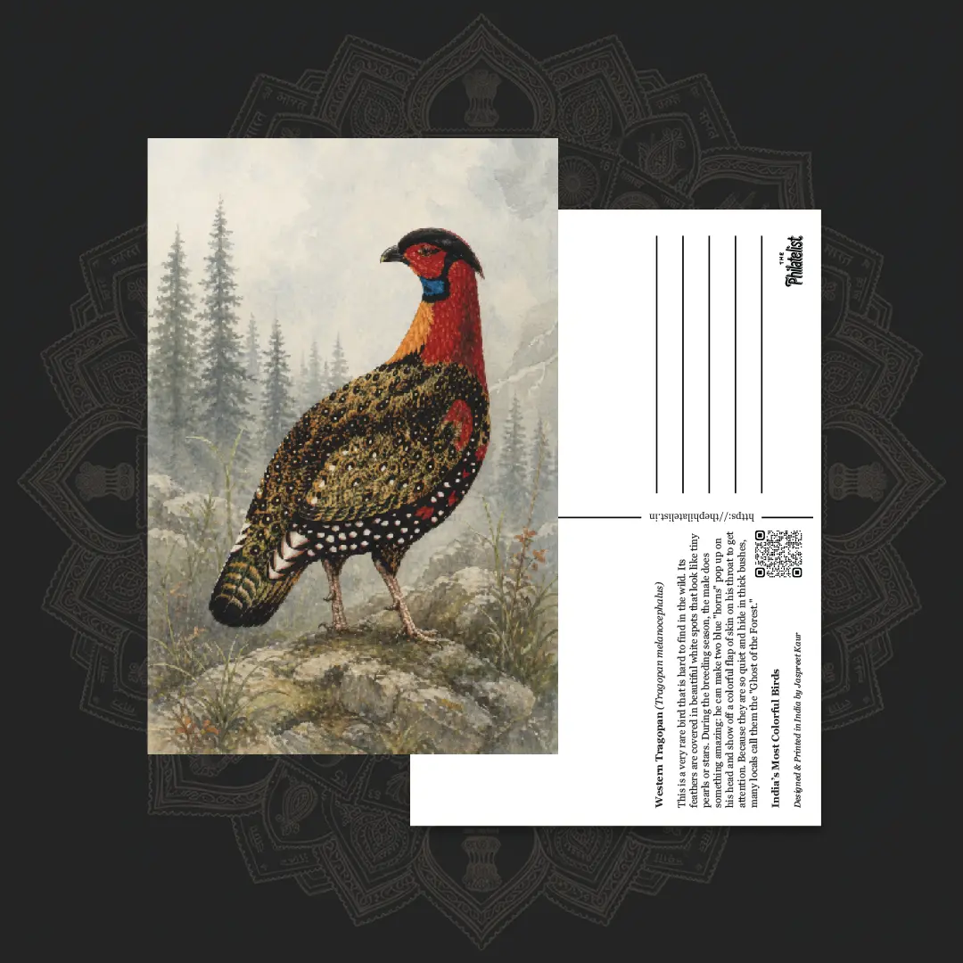 Western Tragopan collectible postcard